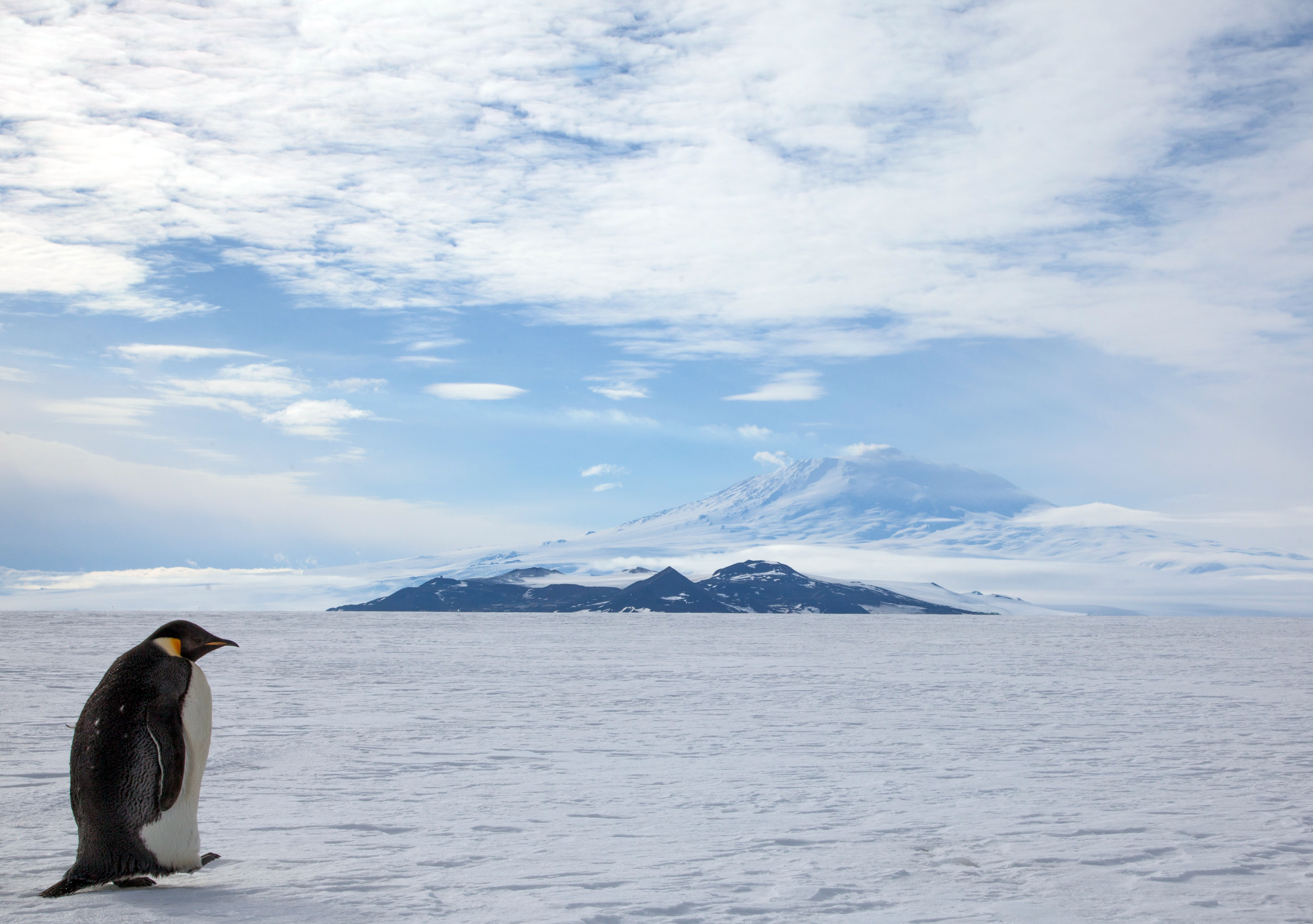 Penguin stands on ice, with island and mountain in distance.