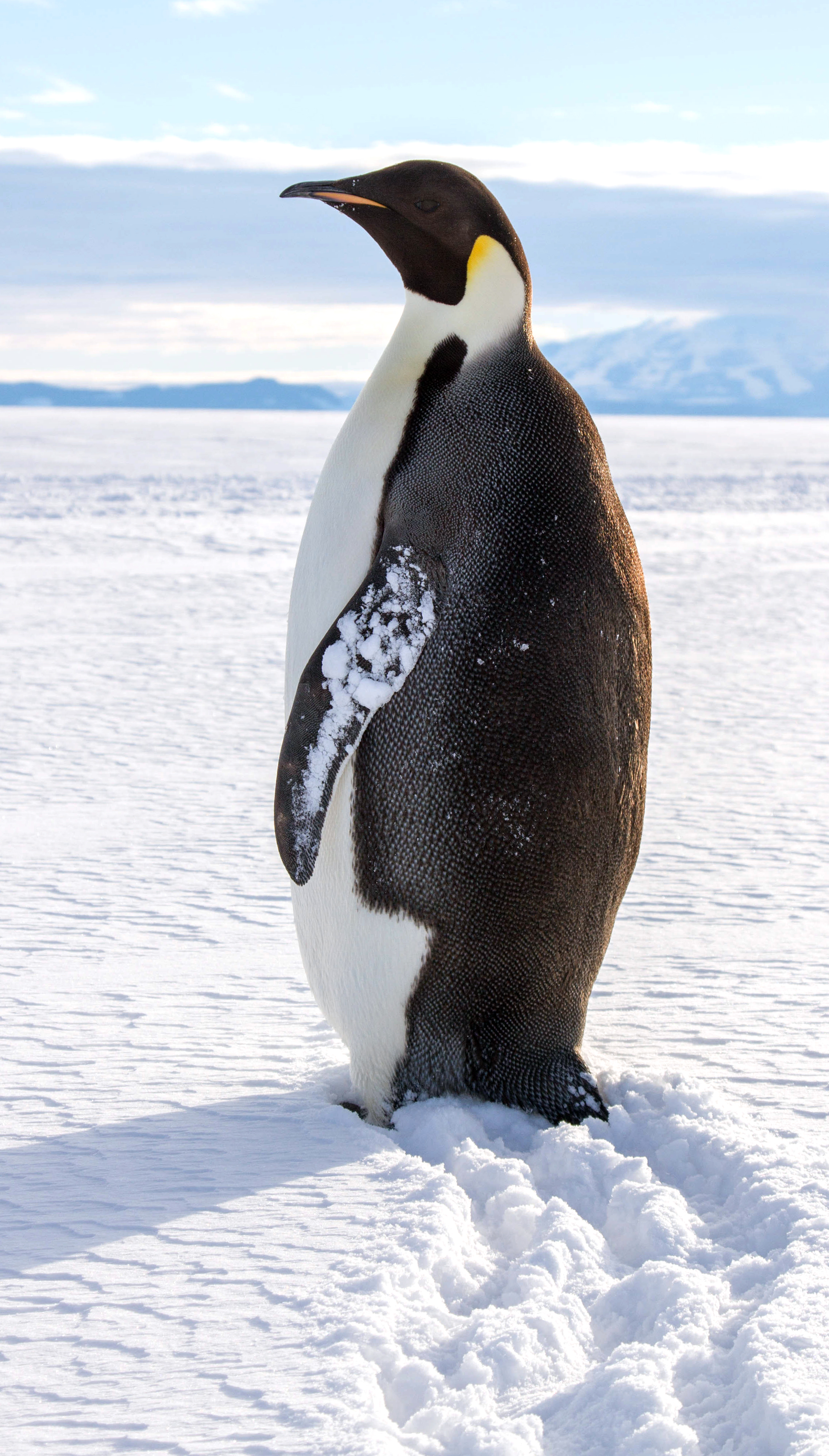 A penguin stands on snow.