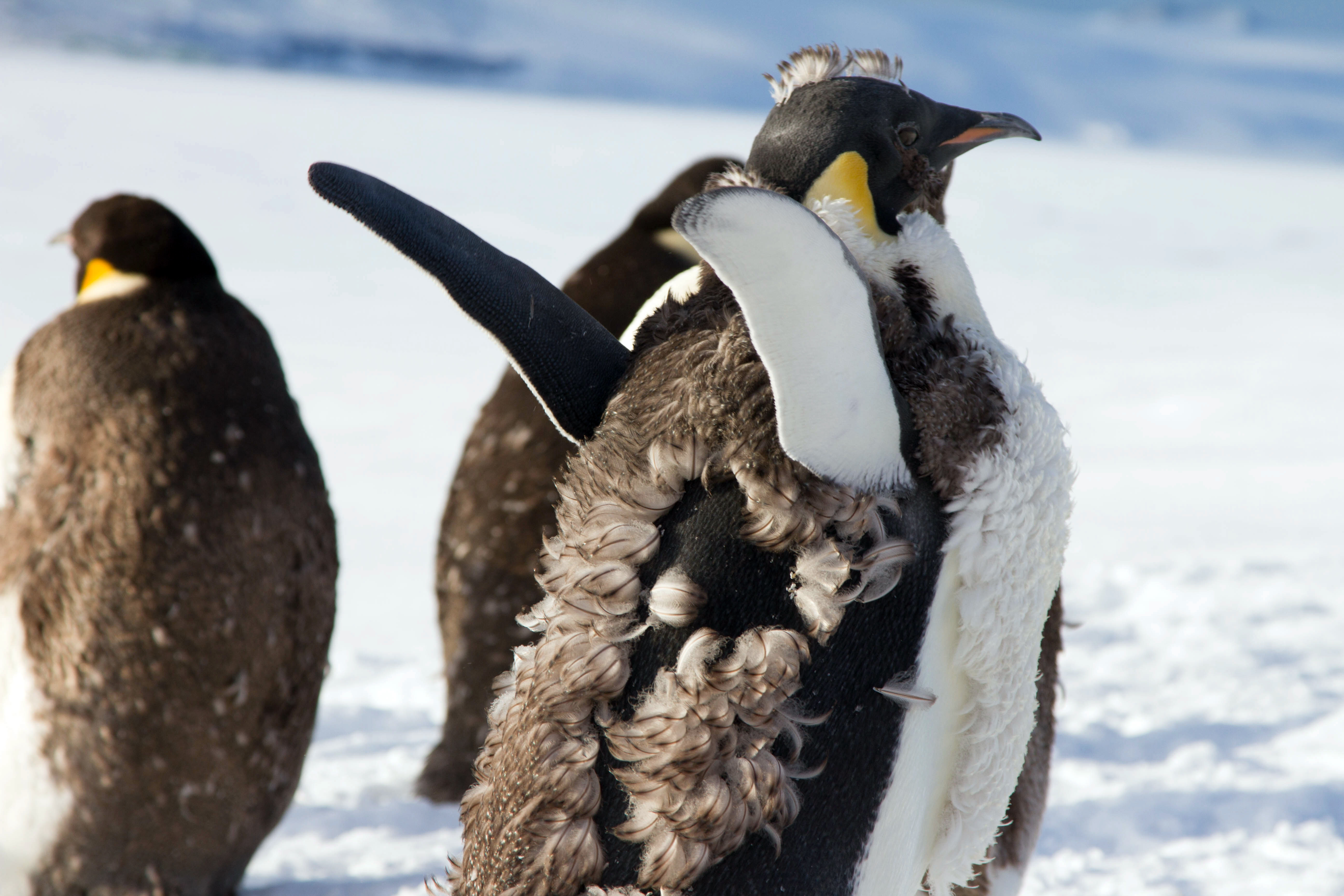 Penguins molt together on an ice shelf.