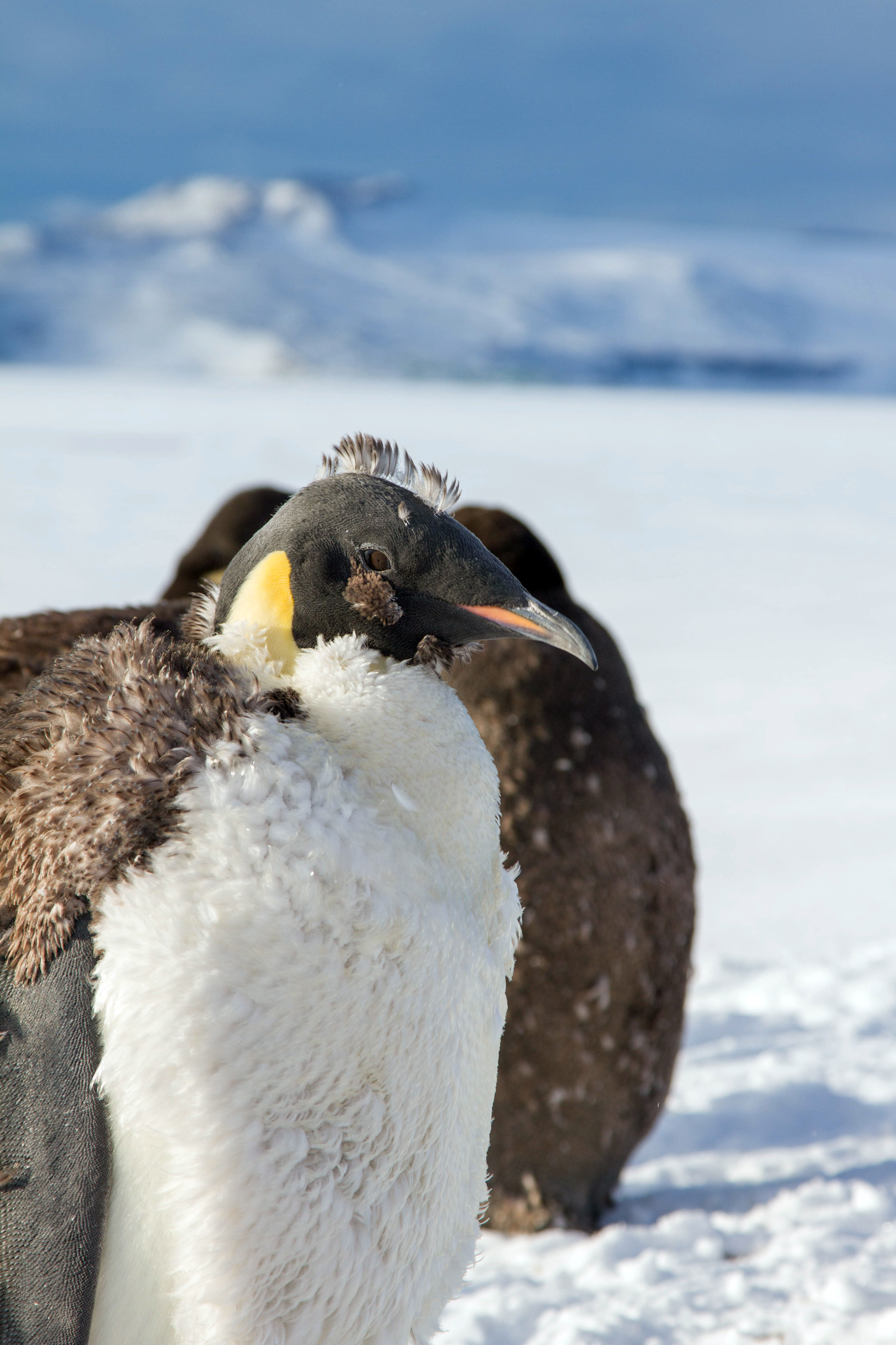 Penguins molt together on an ice shelf.