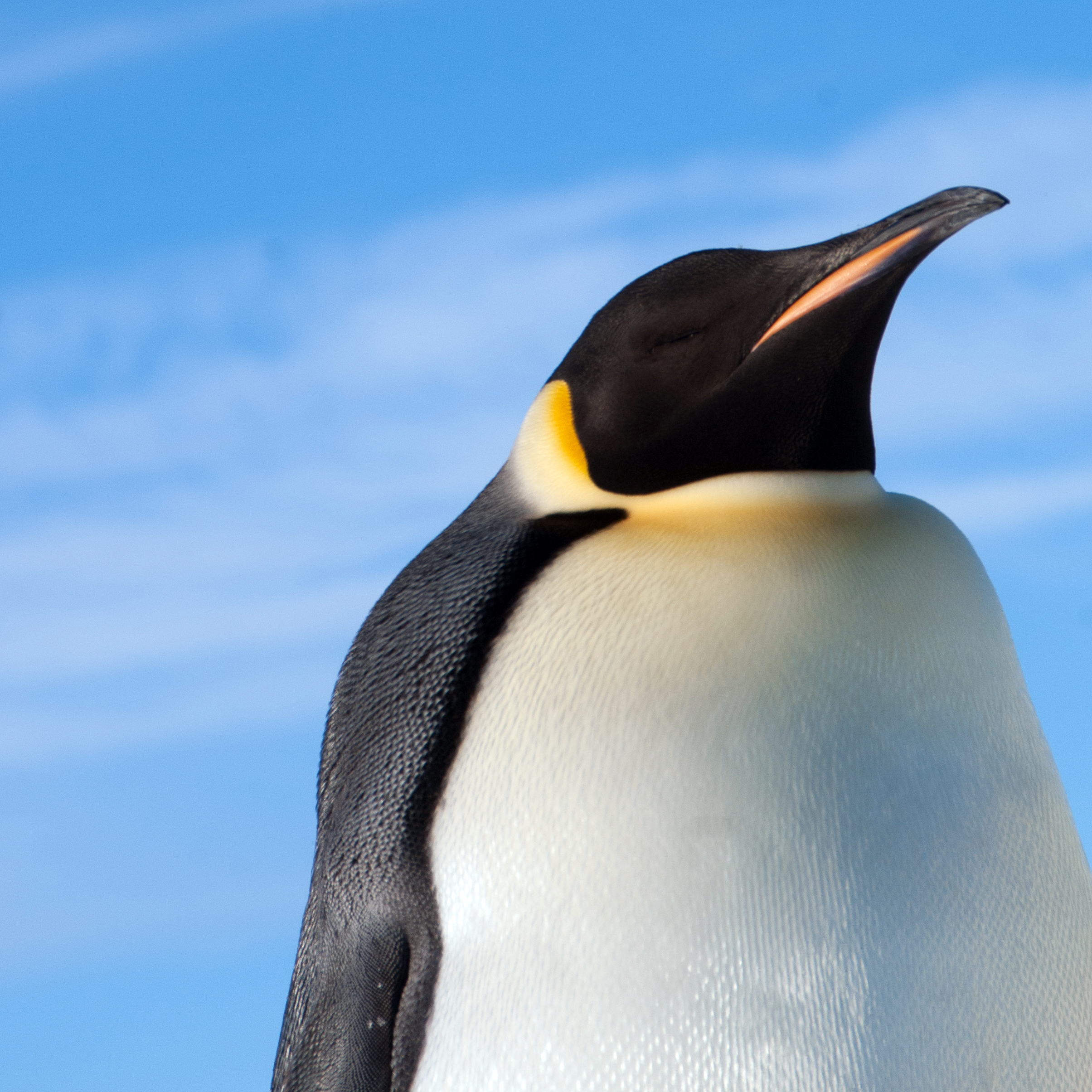 Profile of an emperor penguin.