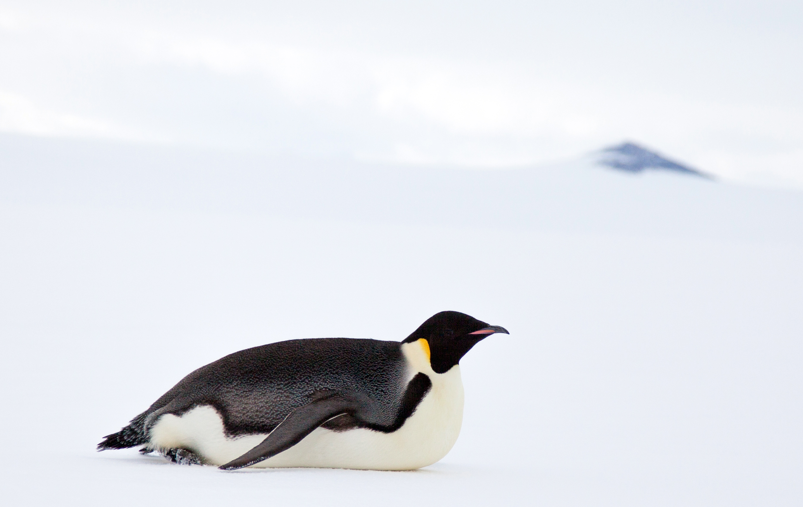 Penguin slides on its belly.
