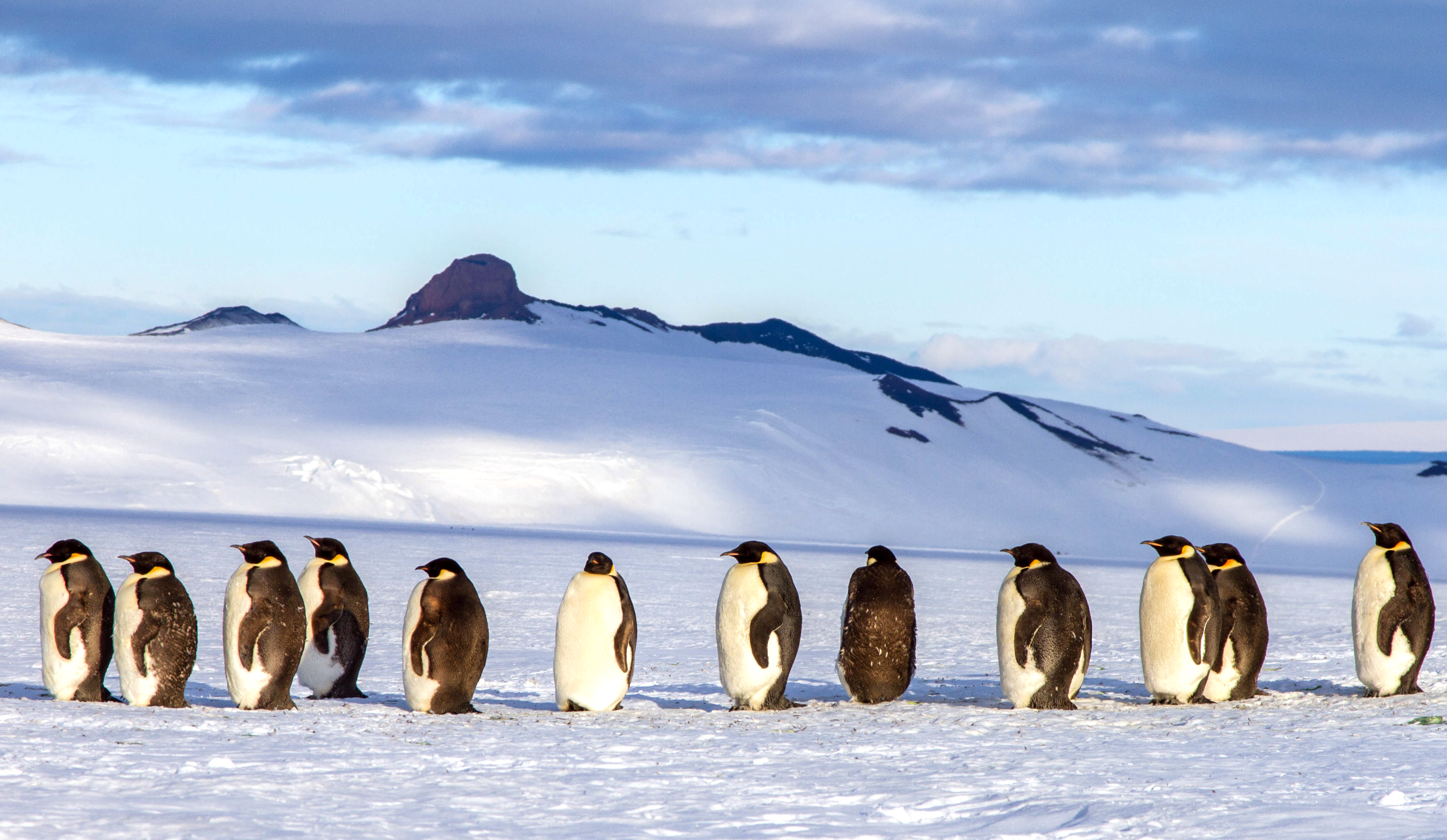 Penguins stand in a line.