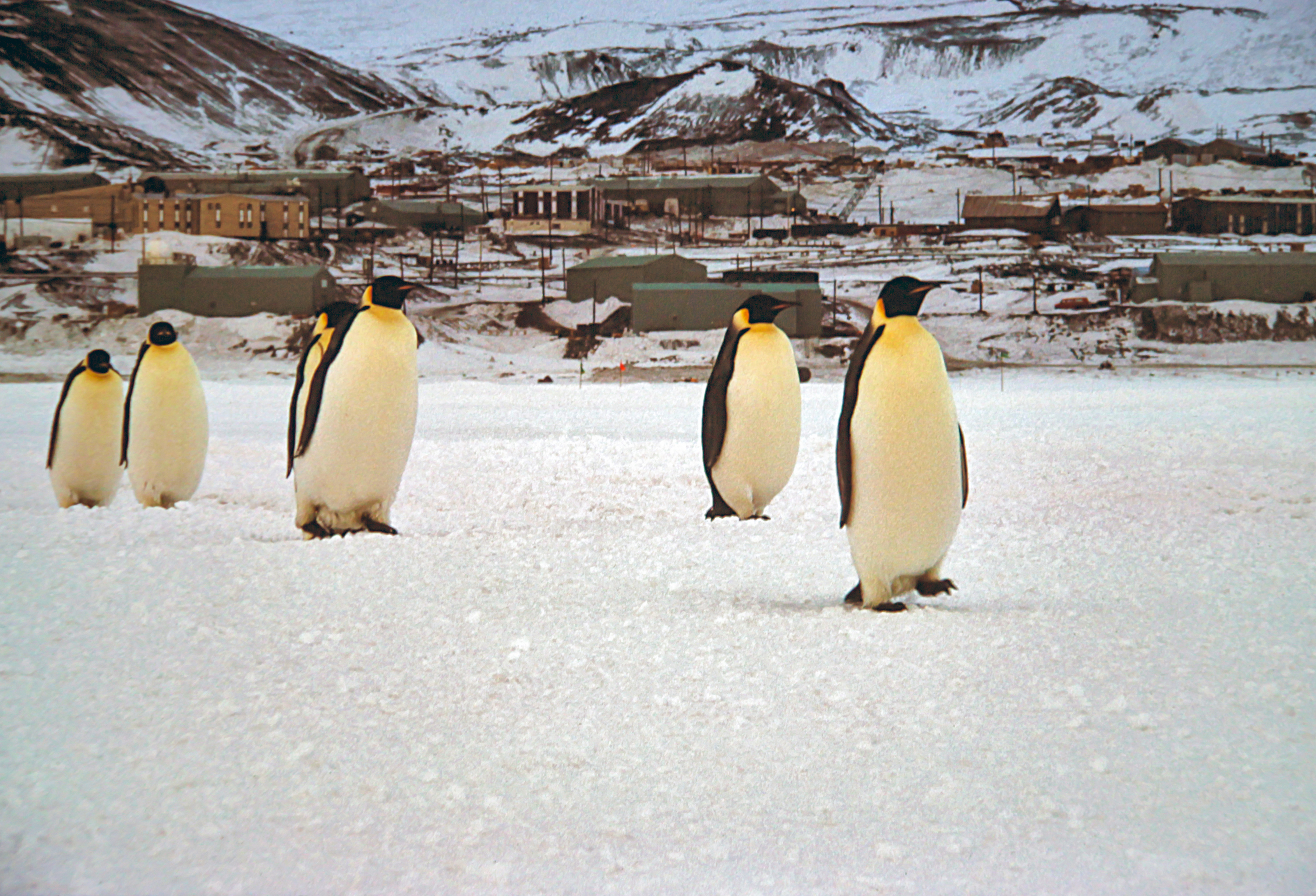 Emperor penguins walk on snowy terrain with a town in the distance.
