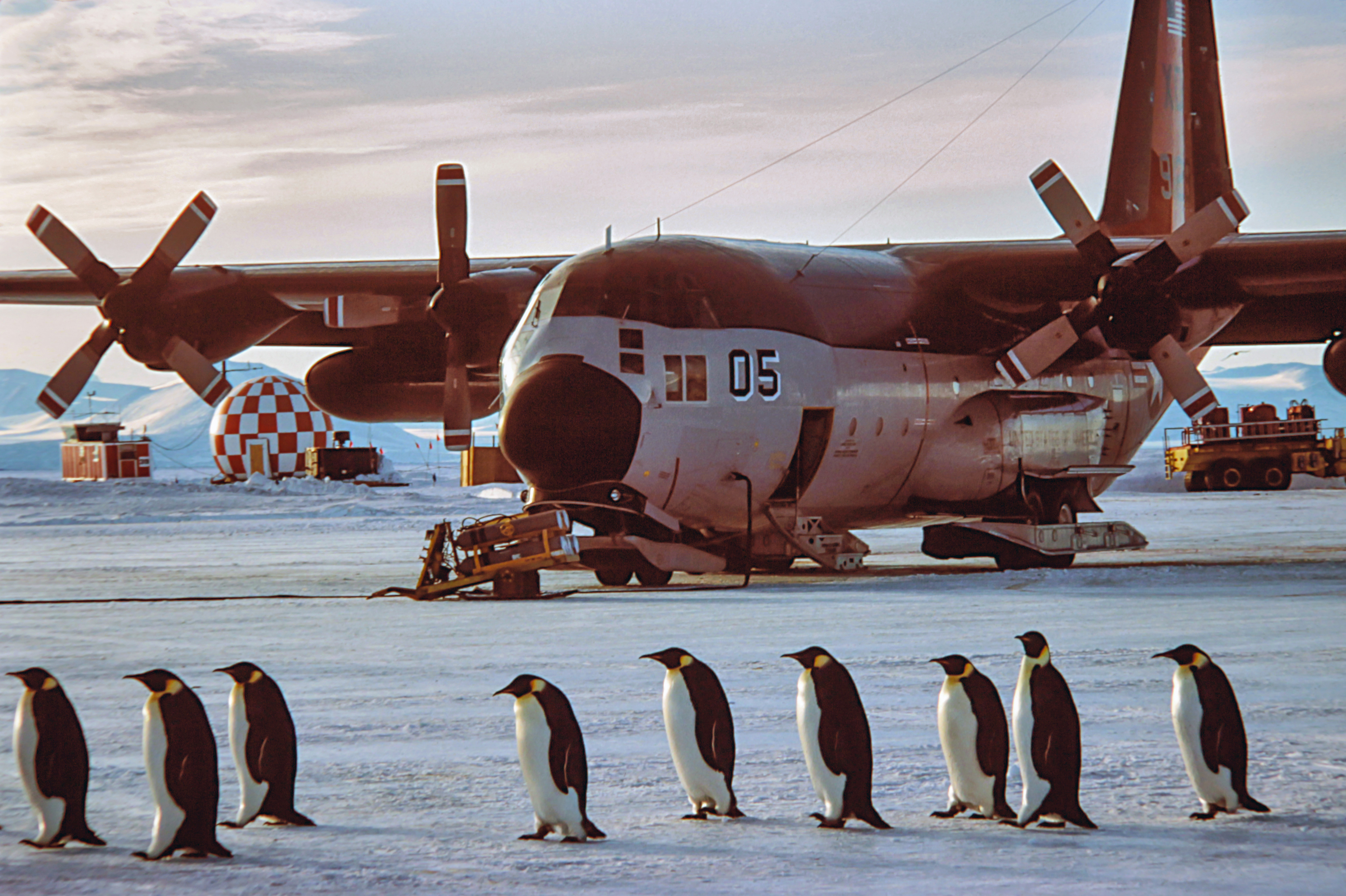 Emperor penguins walk in front of an airplane.
