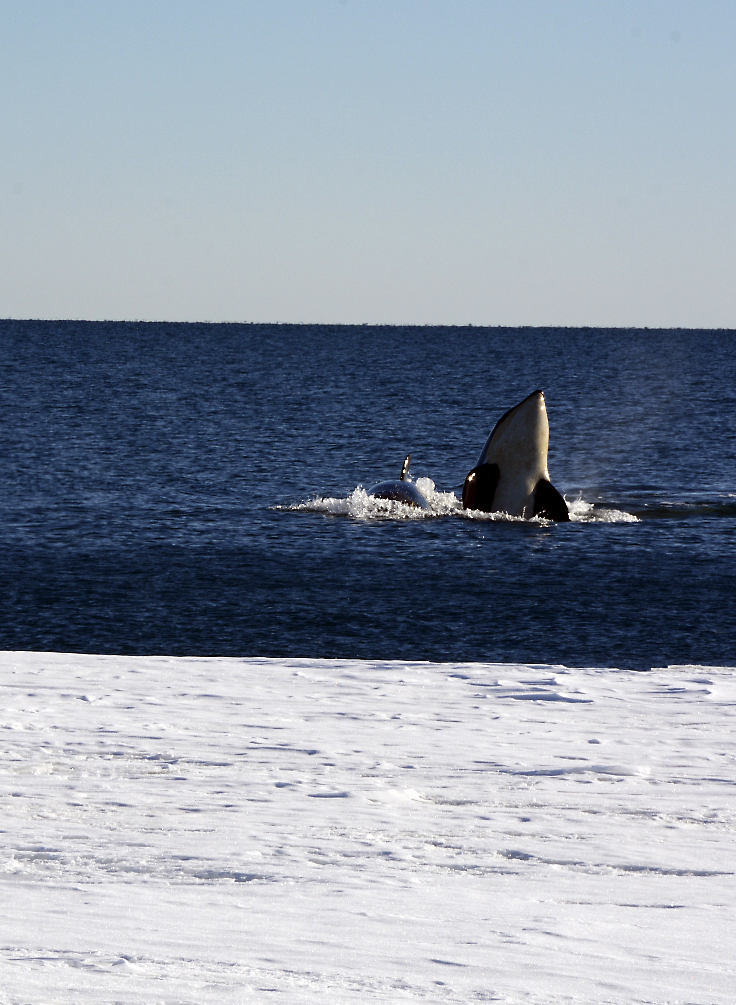 Two whales emerge from the water.