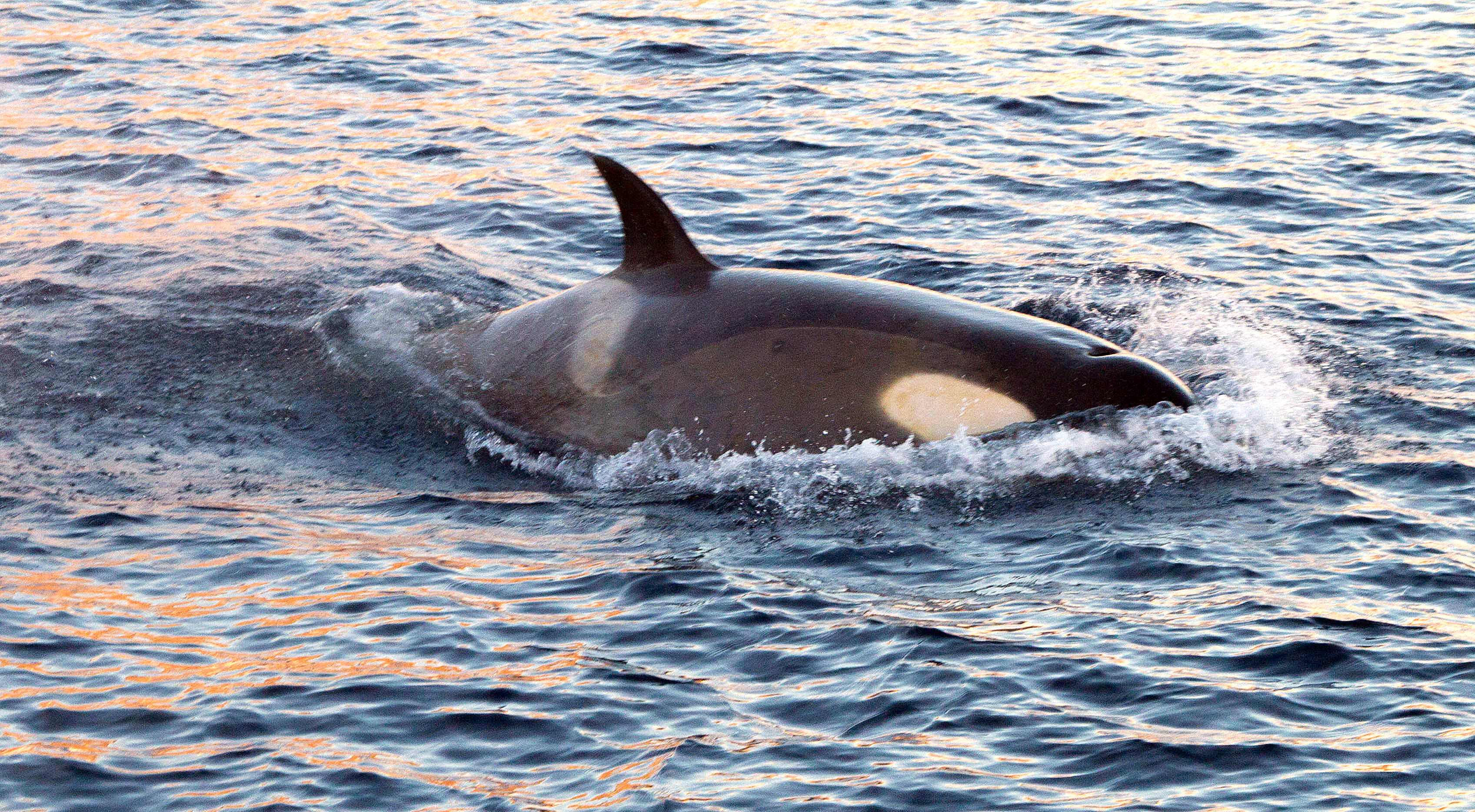 Whale swims through water.