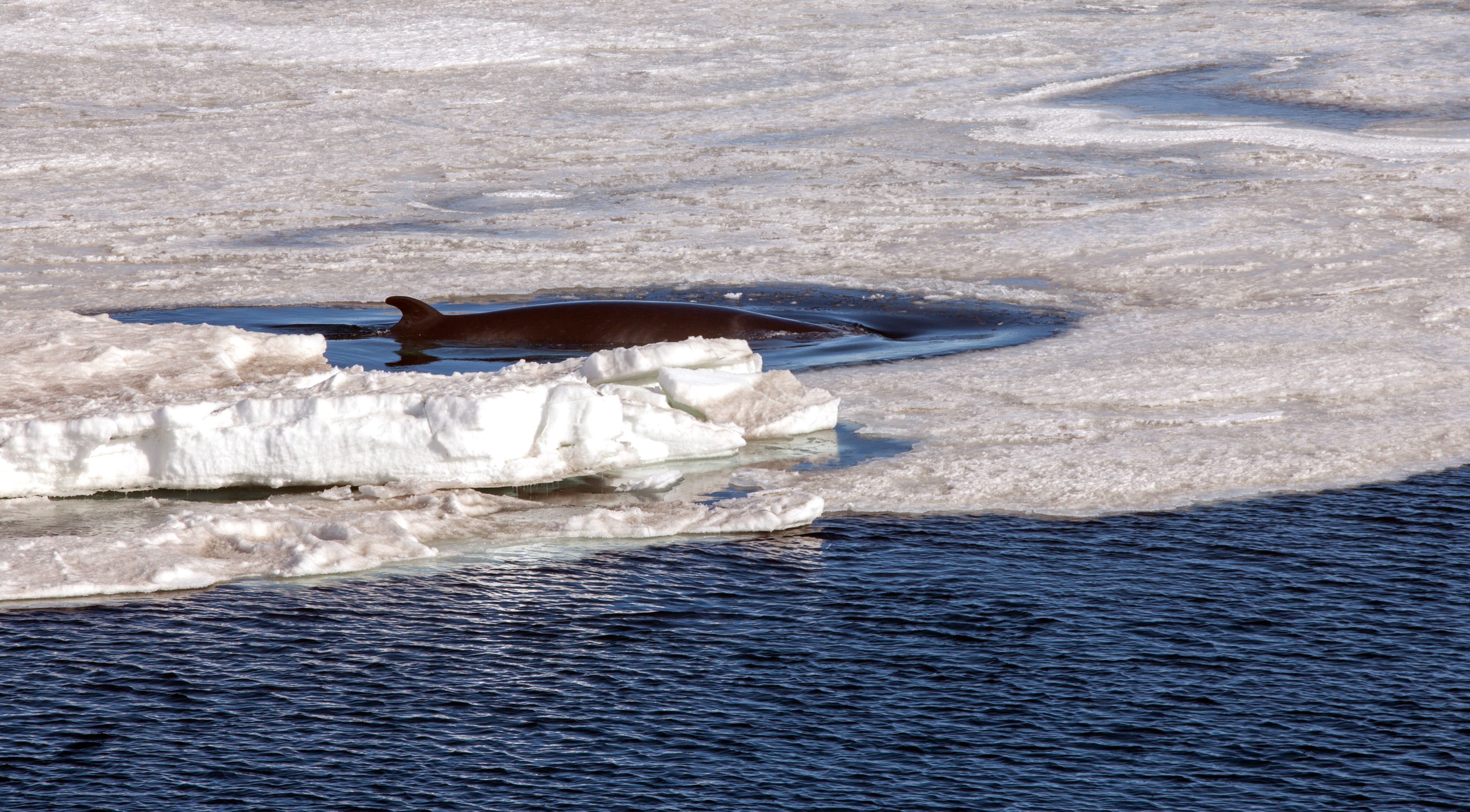 A whale swims through ice.