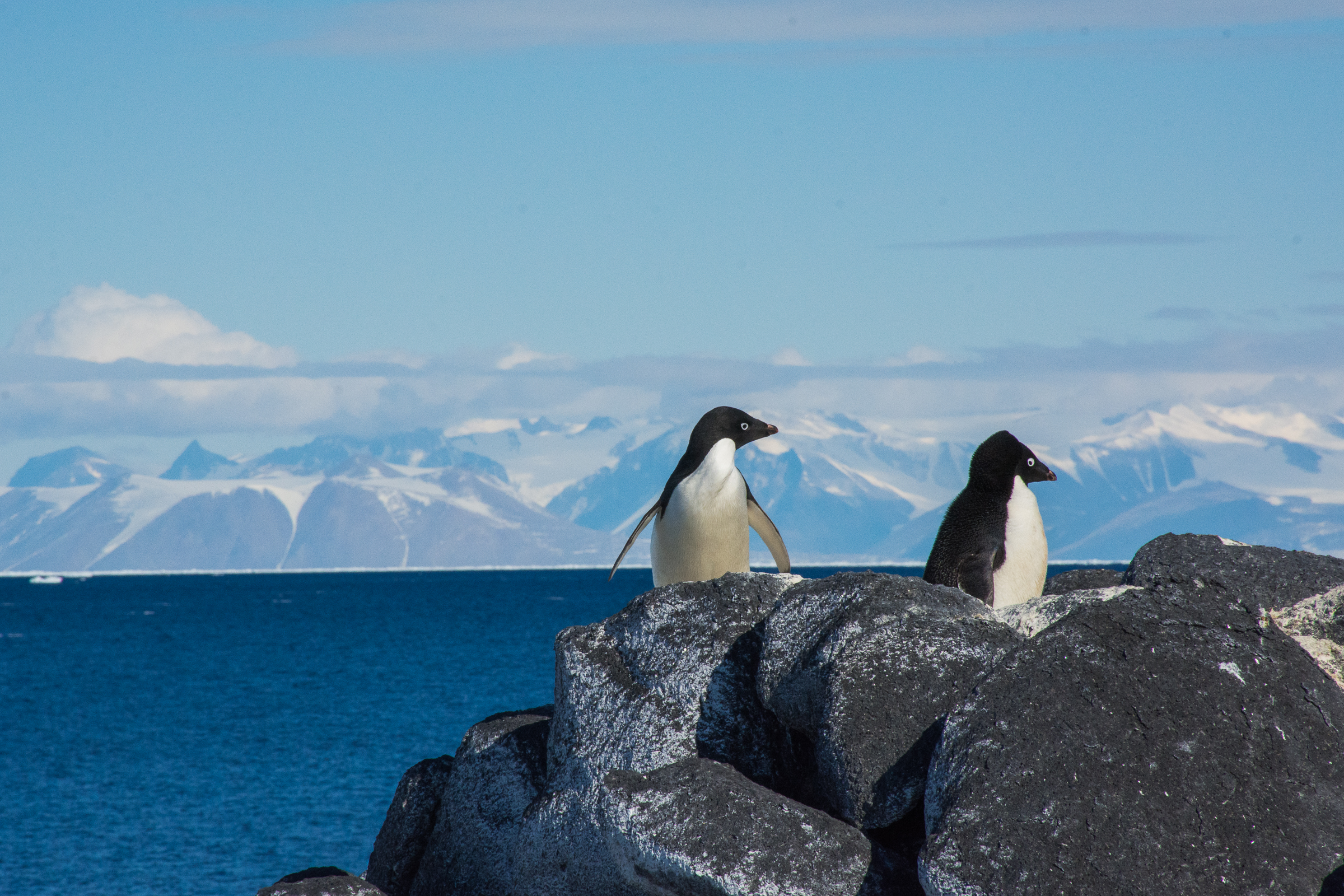 Penguins stand on rocks overlooking ocean and mountains.