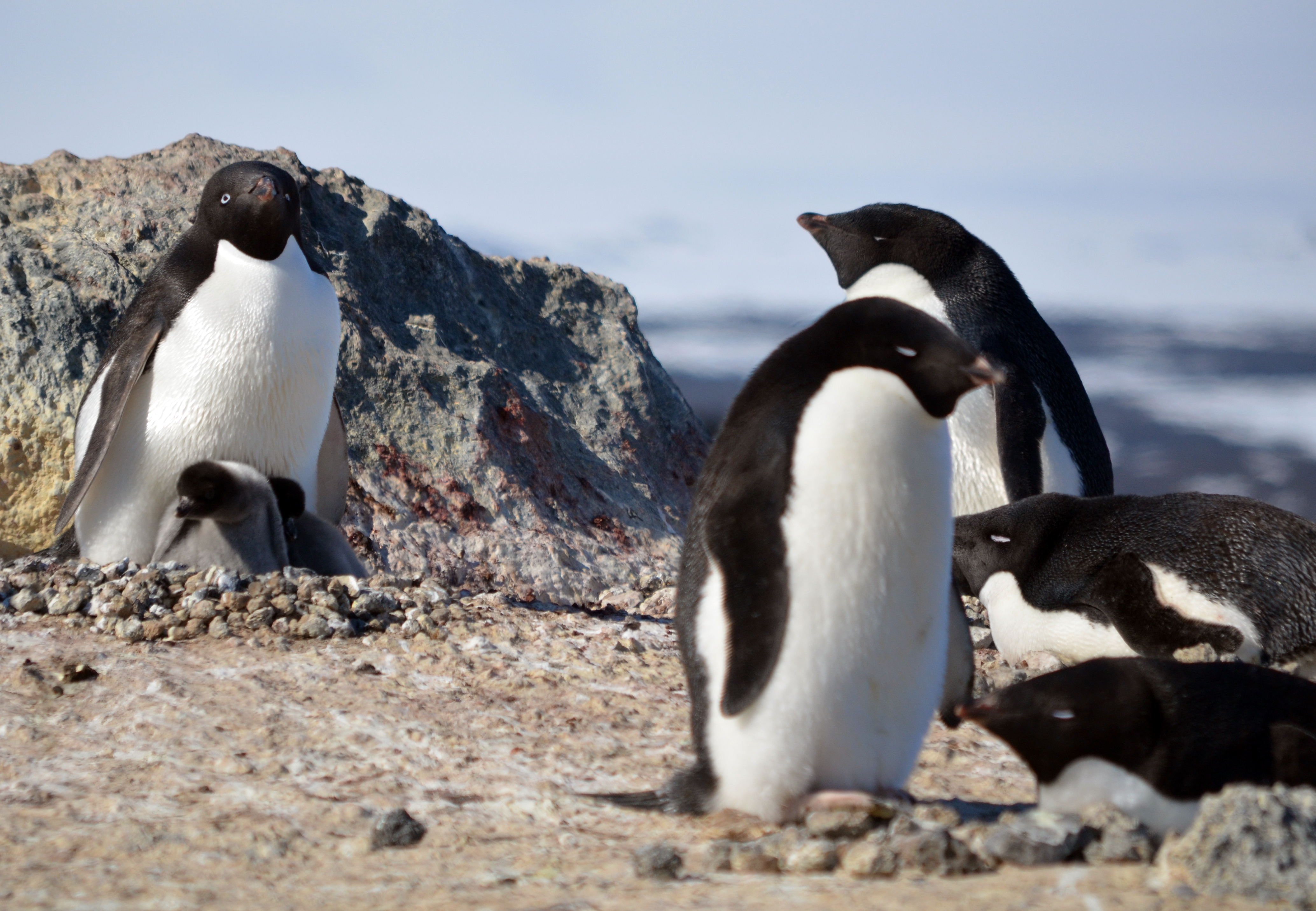 An adult penguin takes care of two chicks.
