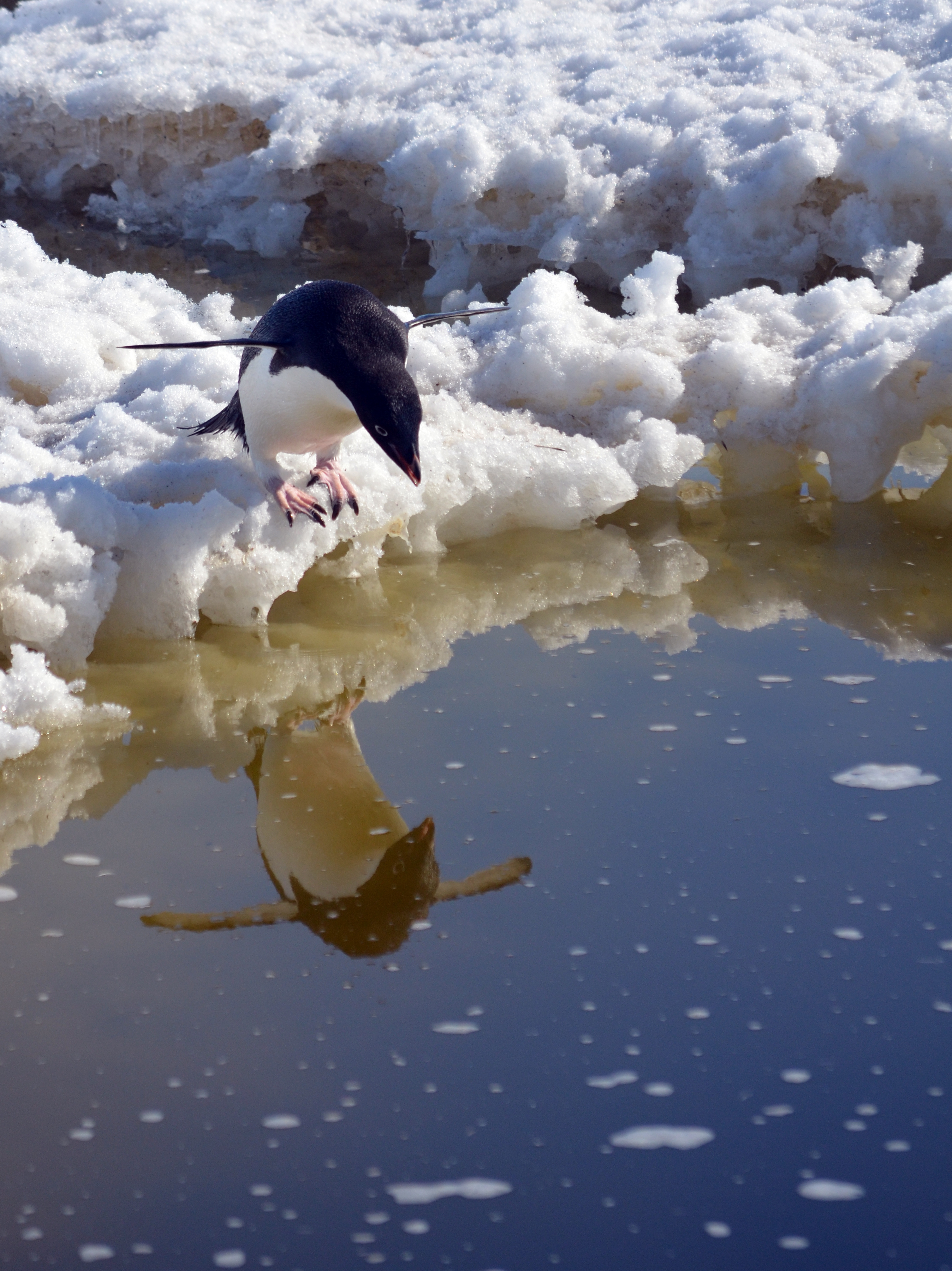 A penguin prepares to jump in the water.