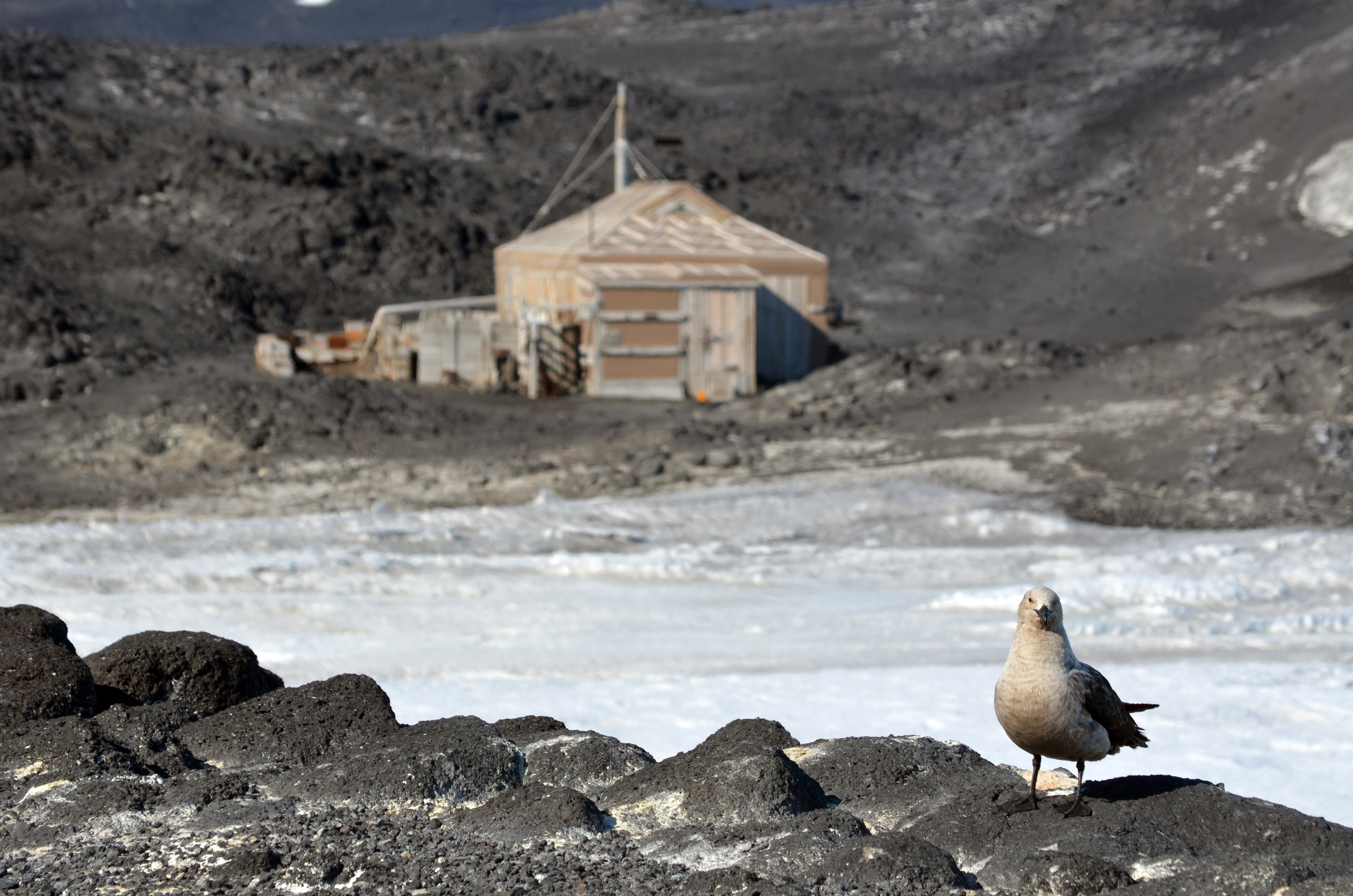 A skua at Cape Royds.