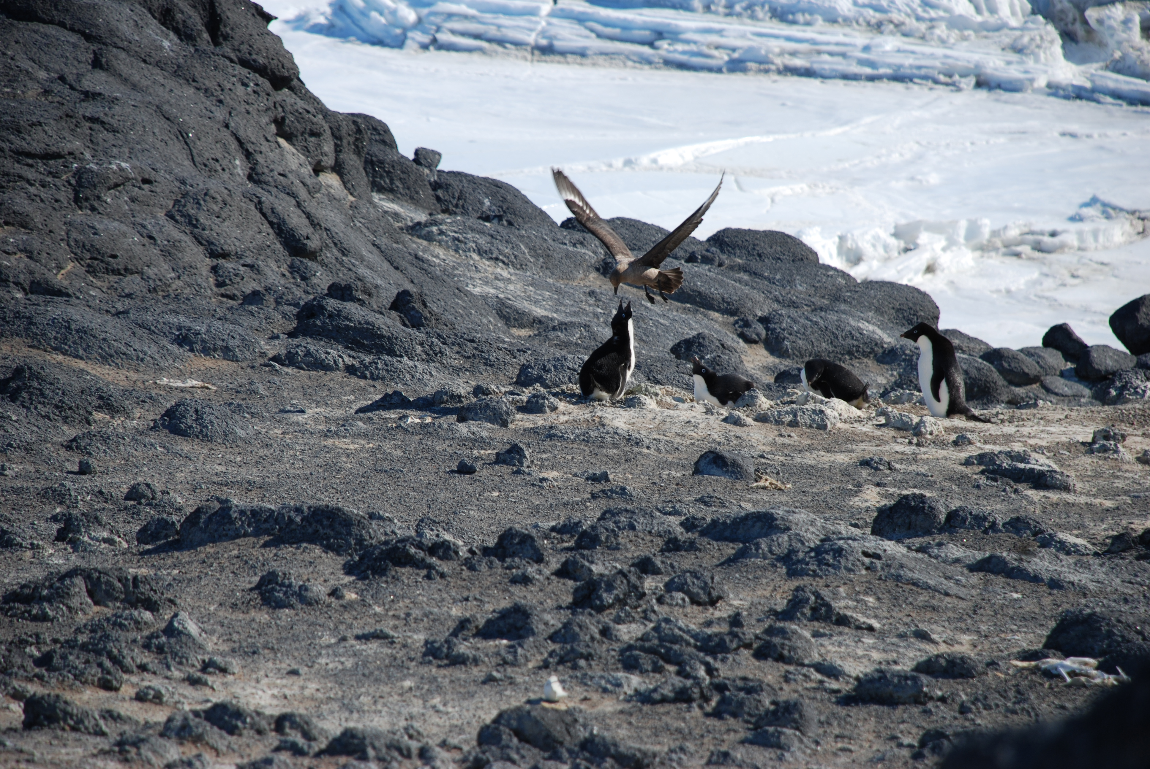 A bird attacks a penguin.