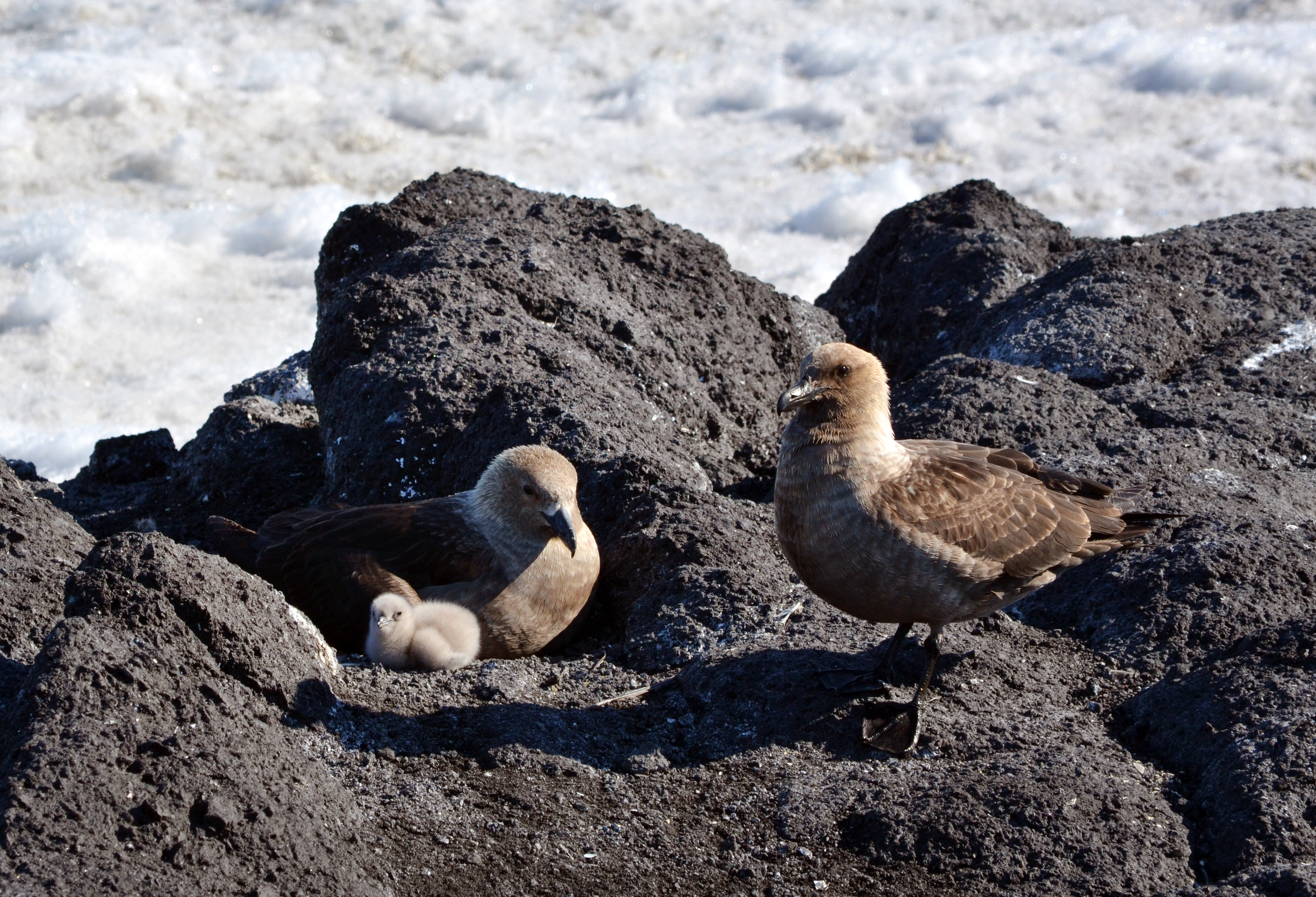 Two birds and chick nest in rocks.