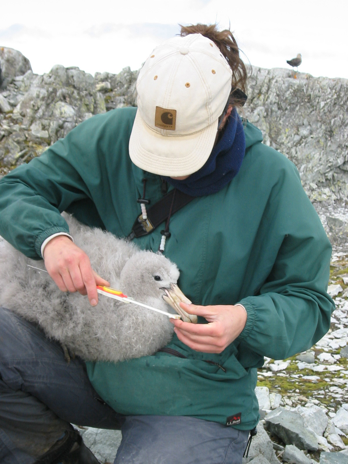 A person holds a large bird measures its beak.