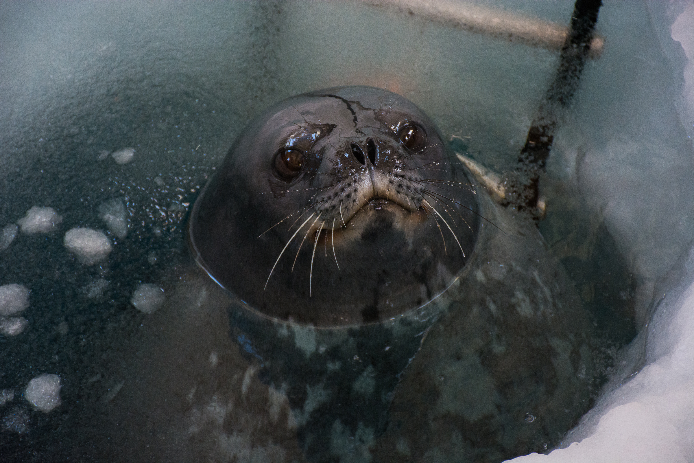 Seal appears in a hole in ice.