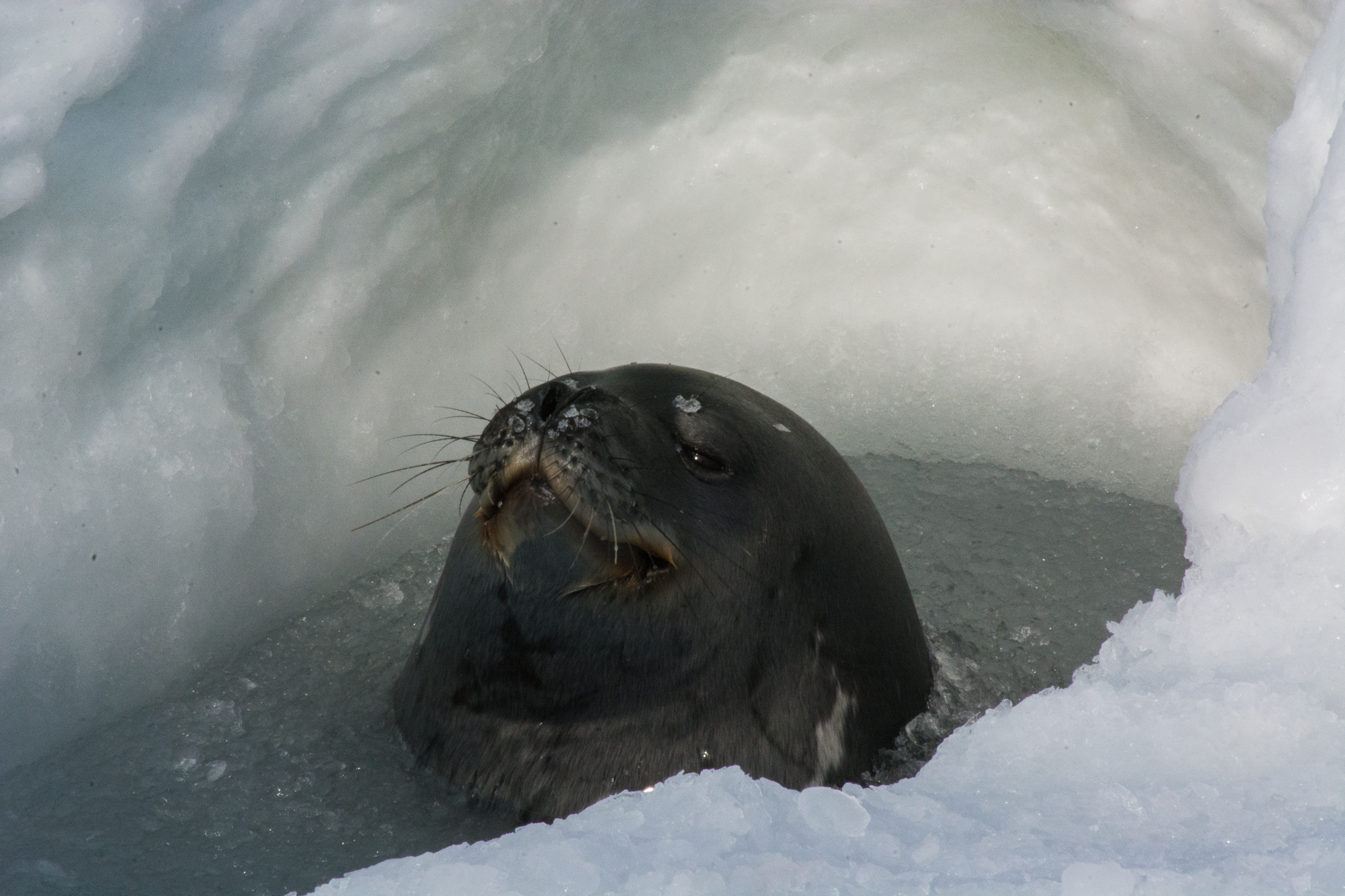 Seal appears in a hole in ice.