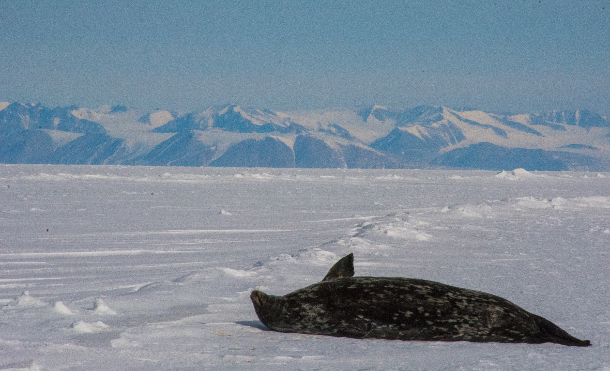 transantarctic mountain range