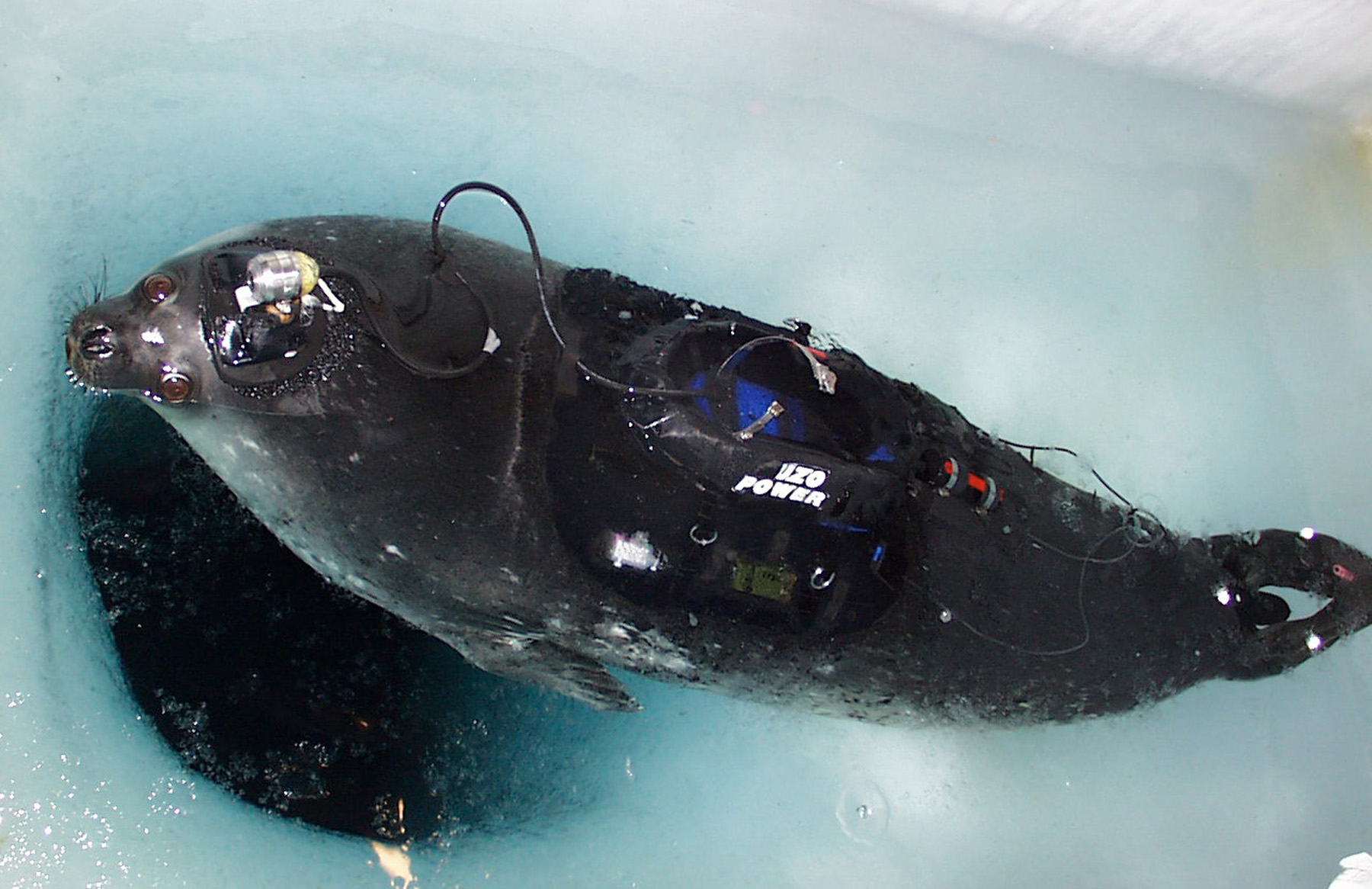 A camera is attached to the head of a seal.