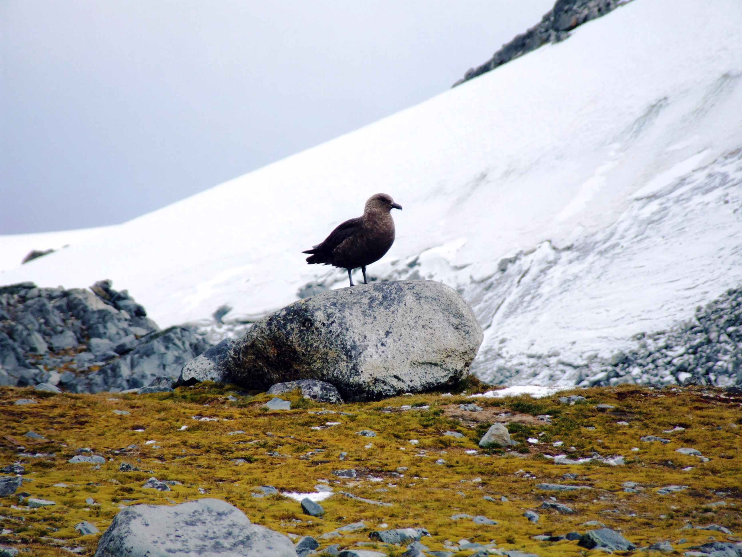 A bird stands on a rock at the bottom of a small glacier.