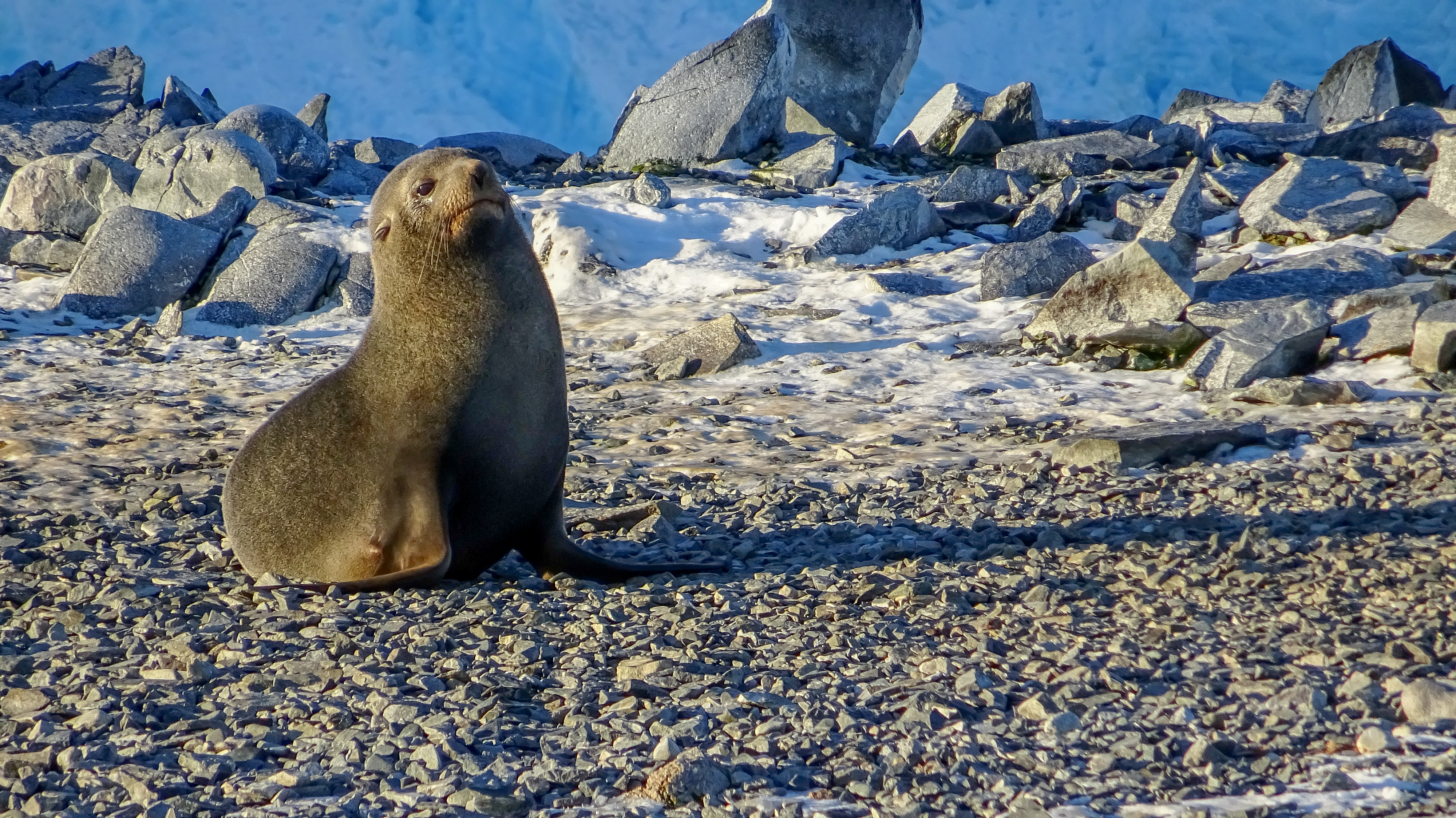 A photo of a seal.