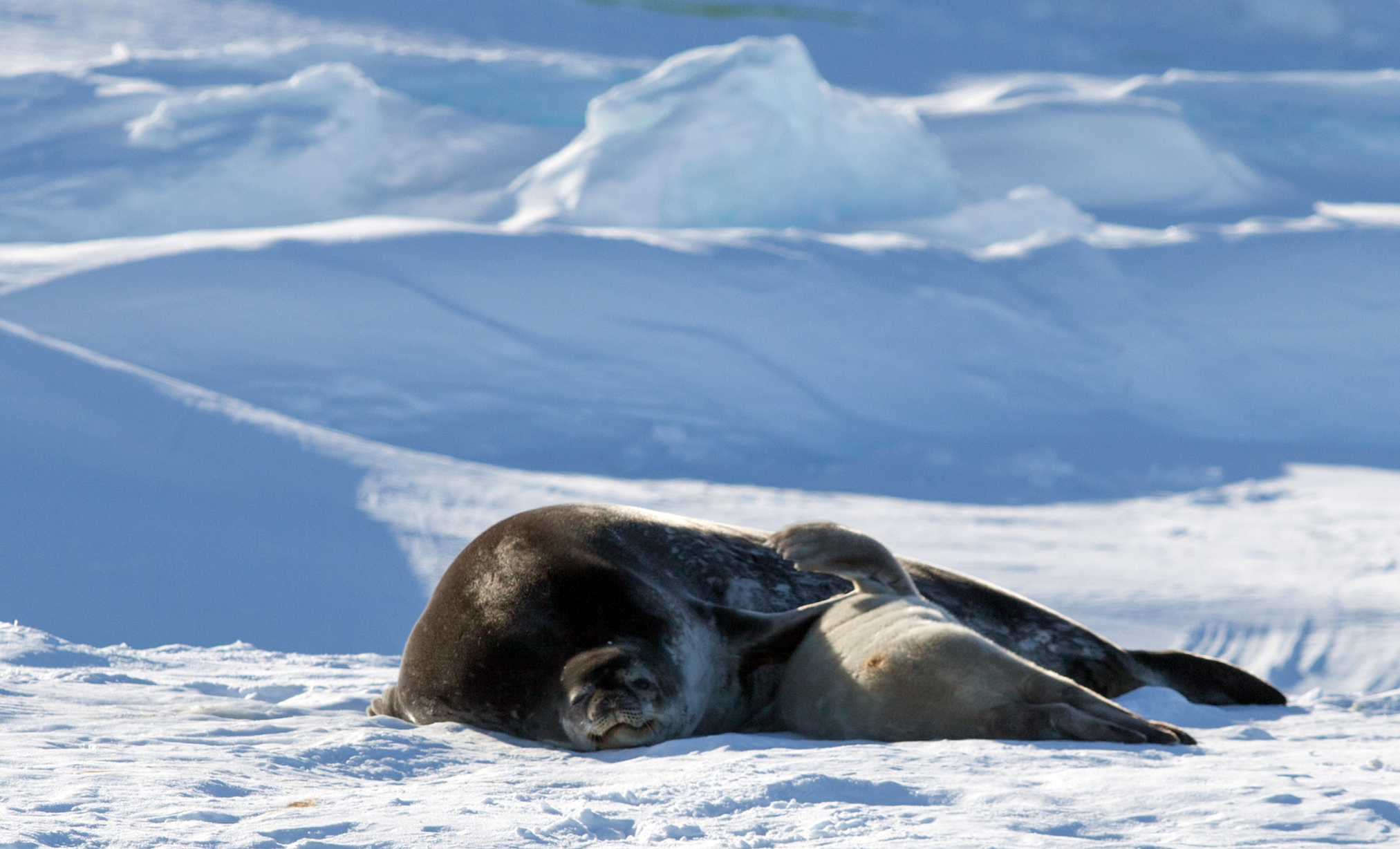 Two seals lie together.