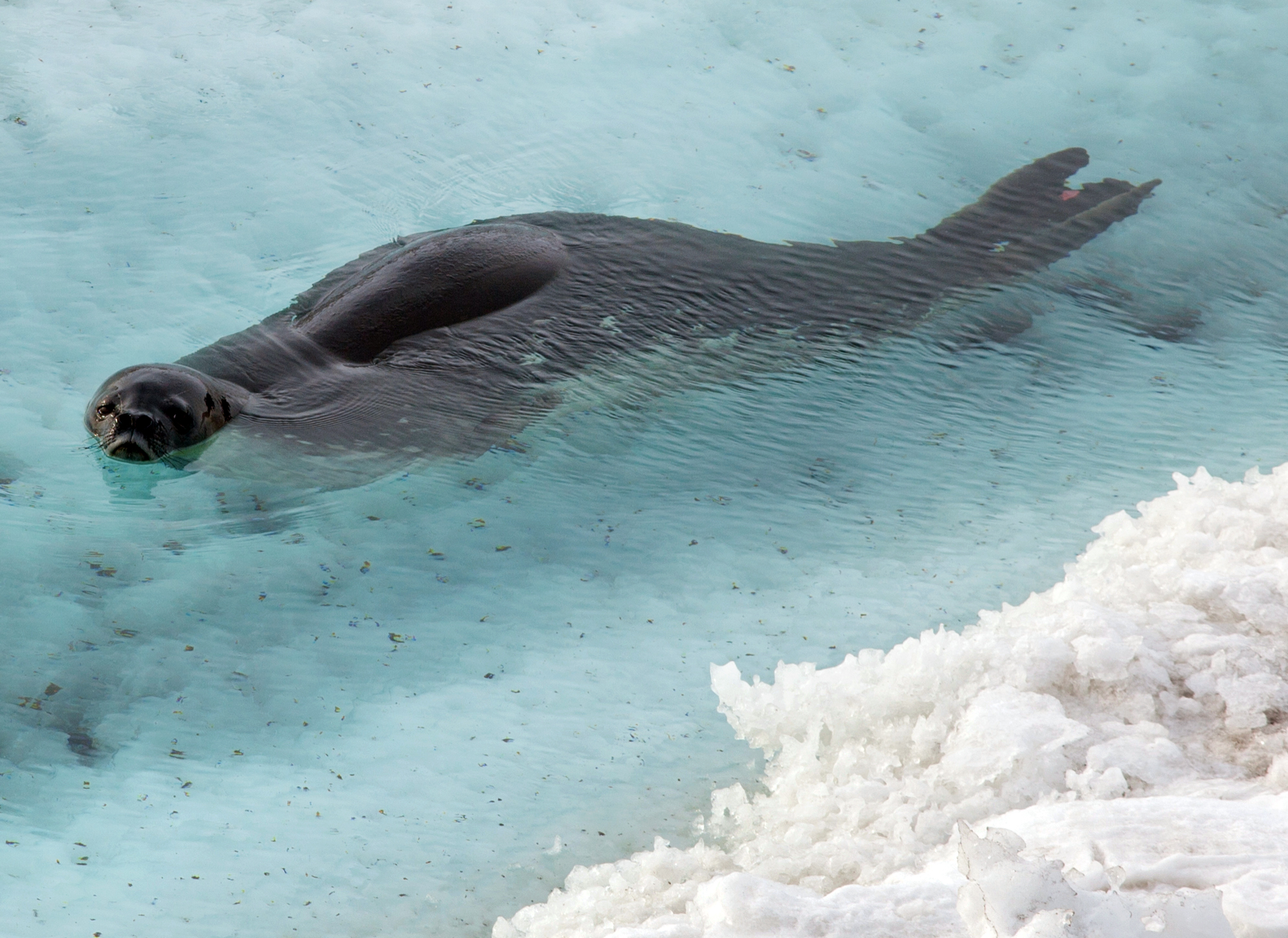 Seal swims in water.