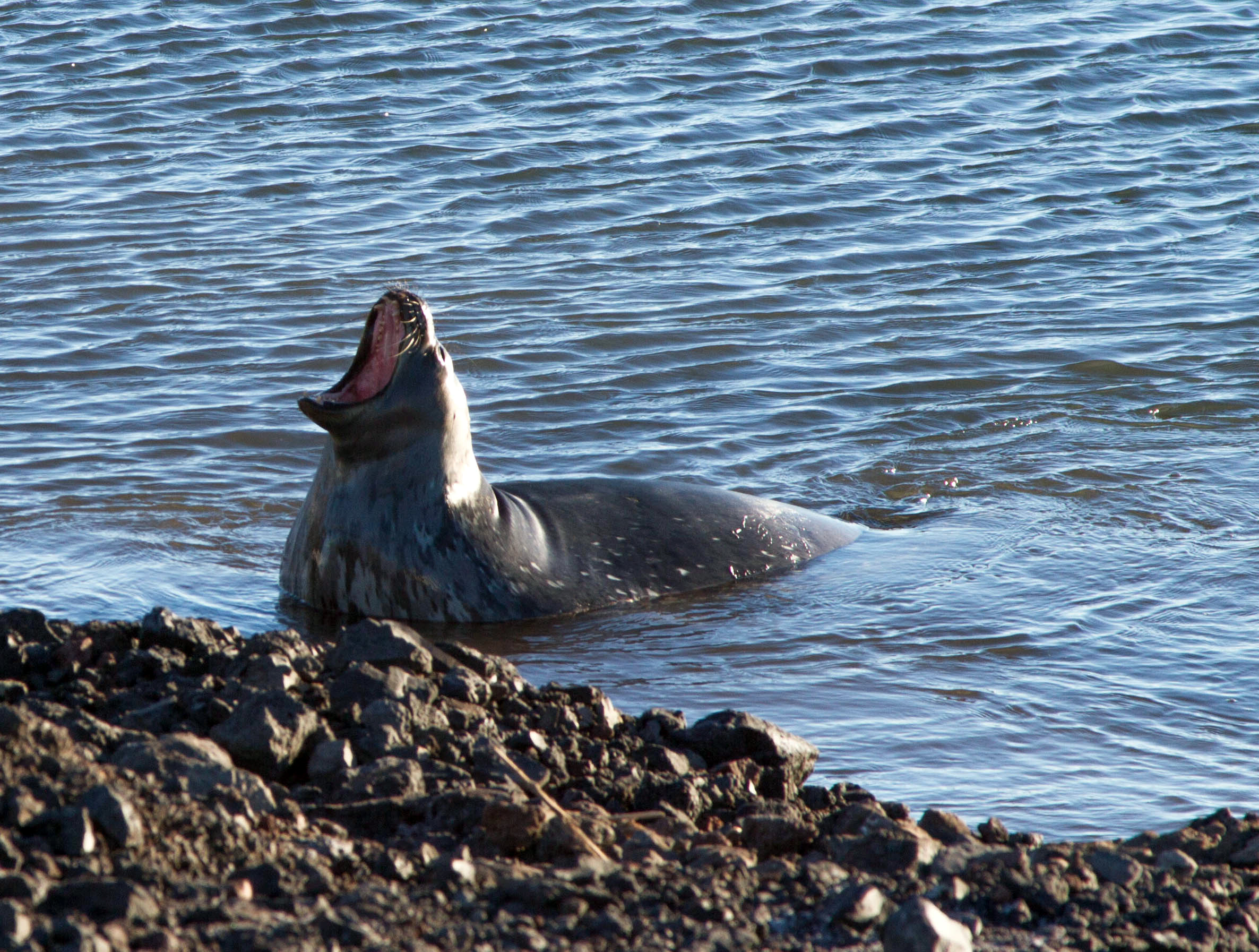 Seal opens its mouth wide while in shallow water.