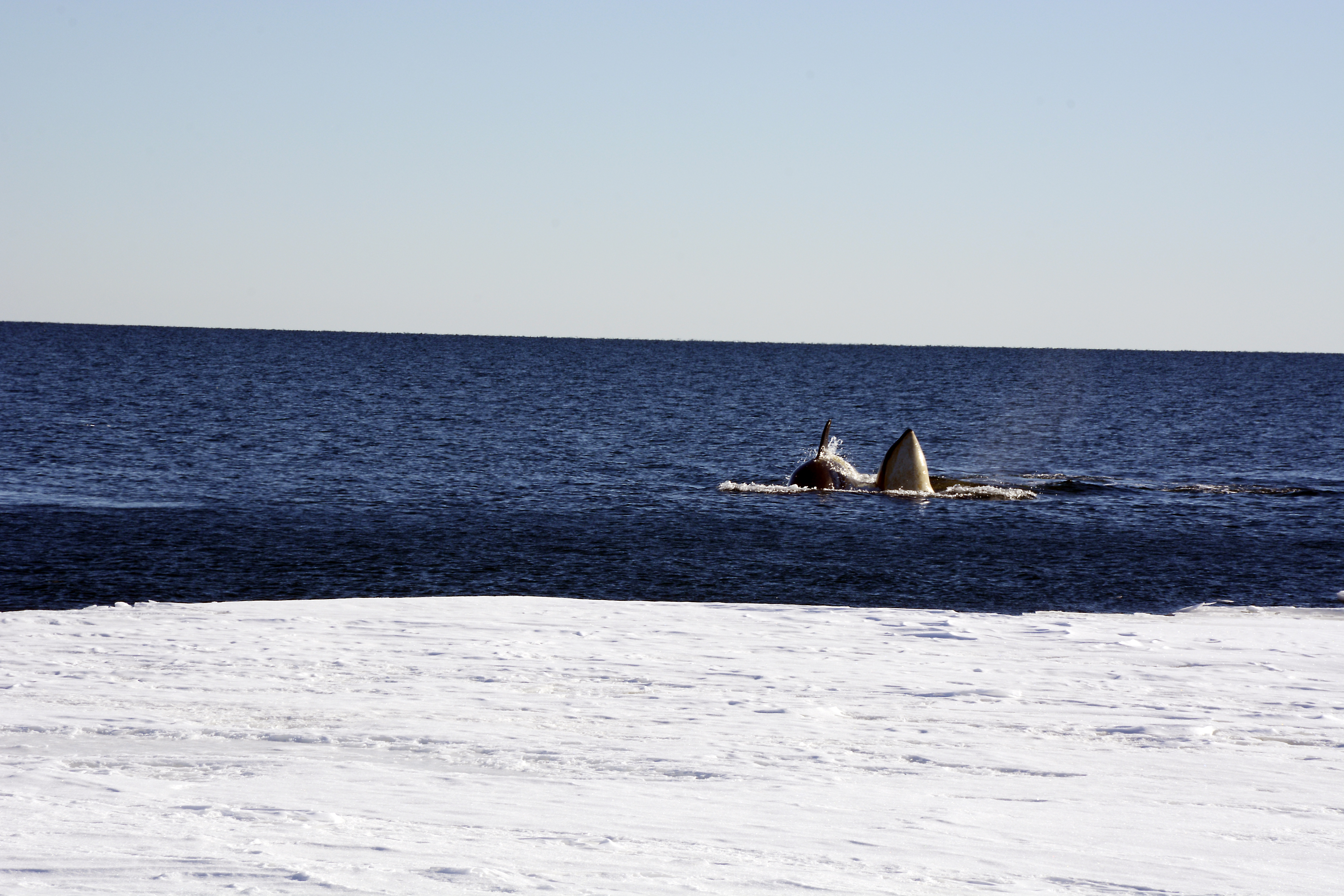 Two whales emerge from the water.